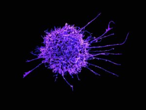 cell
